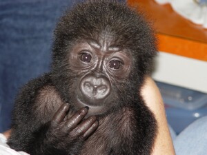 Baby Western Lowland Gorilla